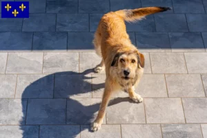 Read more about the article Styrian Wirehaired Dachshund breeders and puppies in Île-de-France