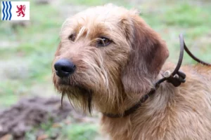 Read more about the article Styrian Wirehaired Dachshund breeders and puppies in Nouvelle-Aquitaine