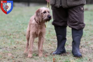 Read more about the article Styrian Wirehaired Dachshund breeders and puppies in Pays de la Loire