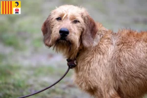 Read more about the article Styrian Wirehaired Hound breeders and puppies in Provence-Alpes-Côte d’Azur