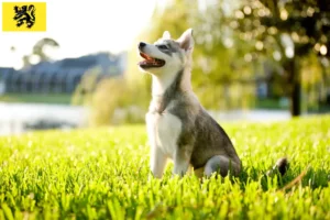 Read more about the article Alaskan Klee Kai breeders and puppies in Flanders