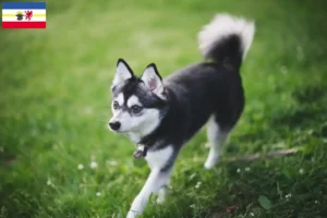 Read more about the article Alaskan Klee Kai breeders and puppies in Mecklenburg-Vorpommern