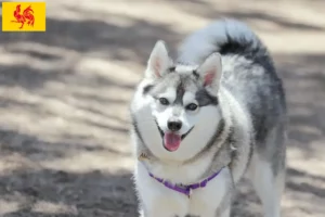 Read more about the article Alaskan Klee Kai breeders and puppies in Walloon Region