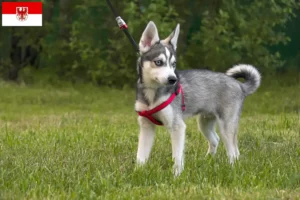 Read more about the article Alaskan Klee Kai breeder and puppies in Brandenburg