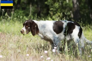 Read more about the article Épagneul français breeders and puppies in Gelderland