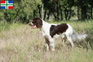 Read more about the article Épagneul français breeders and puppies in Groningen