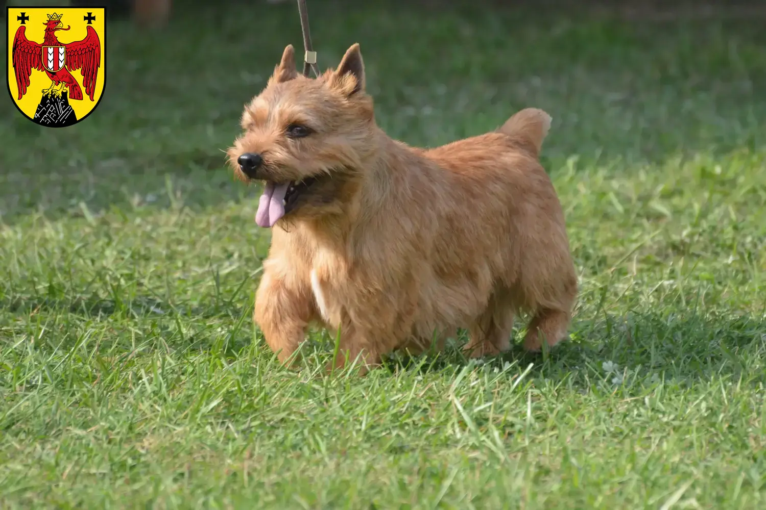 Read more about the article Irish Glen of Imaal Terrier breeders and puppies in Burgenland