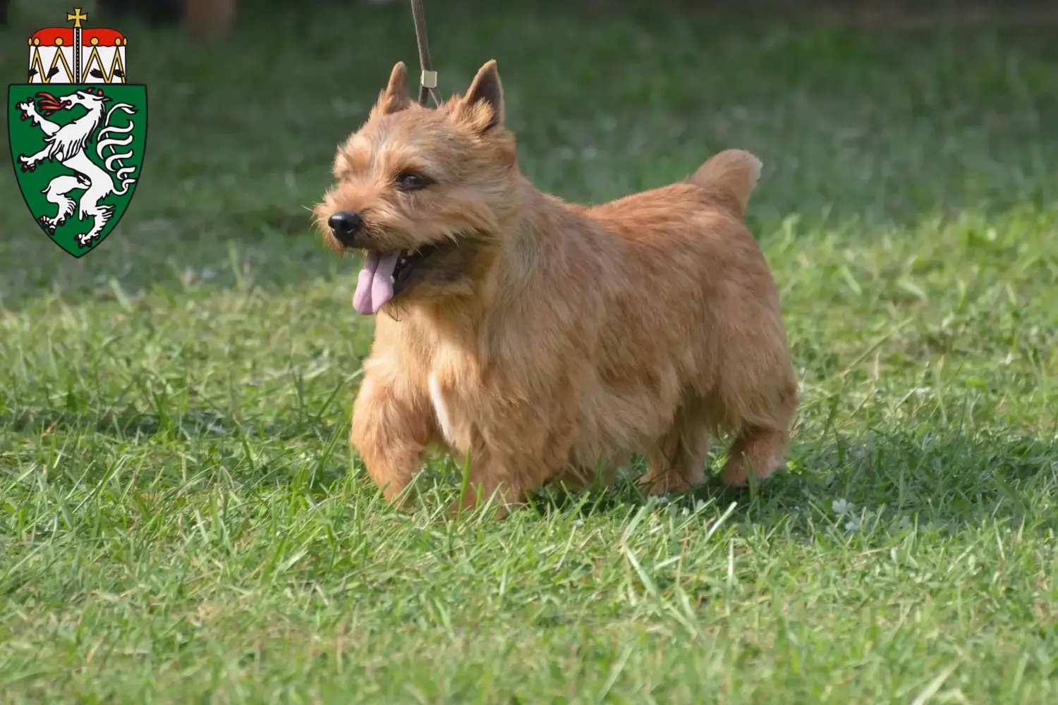 Read more about the article Irish Glen of Imaal Terrier breeders and puppies in Styria