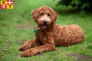 Read more about the article Labradoodle breeders and puppies in Auvergne-Rhône-Alpes