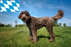 Read more about the article Labradoodle breeders and puppies in Bavaria