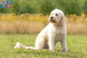 Read more about the article Labradoodle breeders and puppies in Bourgogne-Franche-Comté