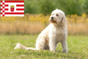 Read more about the article Labradoodle breeders and puppies in Bremen