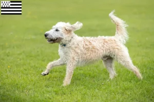 Read more about the article Labradoodle breeders and puppies in Brittany