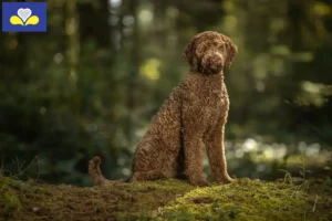 Read more about the article Labradoodle breeders and puppies in the Brussels-Capital Region