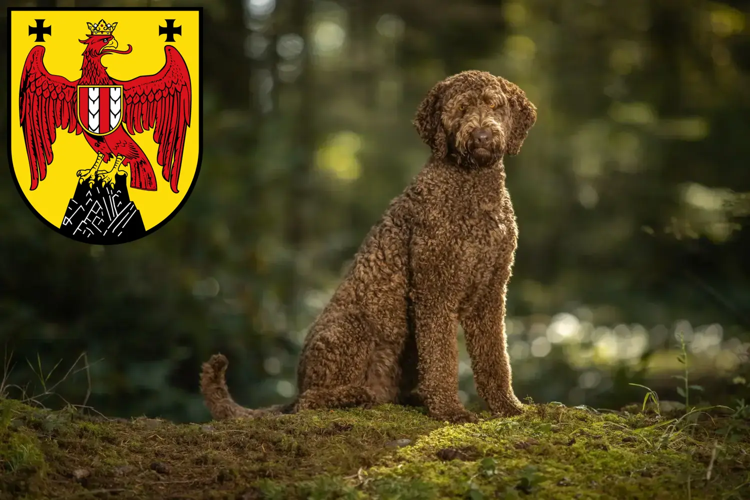 Read more about the article Labradoodle breeders and puppies in Burgenland