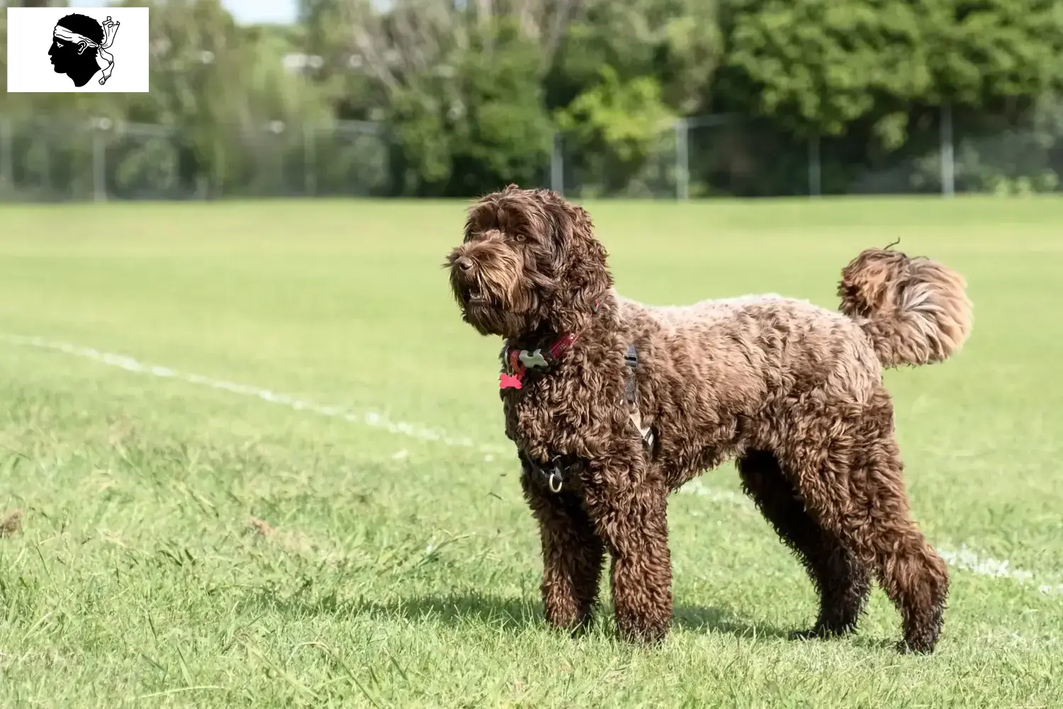 Read more about the article Labradoodle breeders and puppies in Corsica