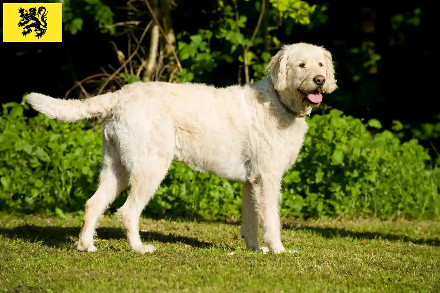 Read more about the article Labradoodle breeders and puppies in Flanders