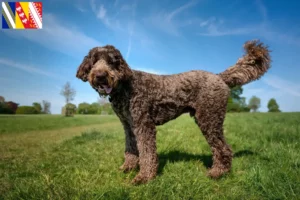 Read more about the article Labradoodle breeders and puppies in Grand Est