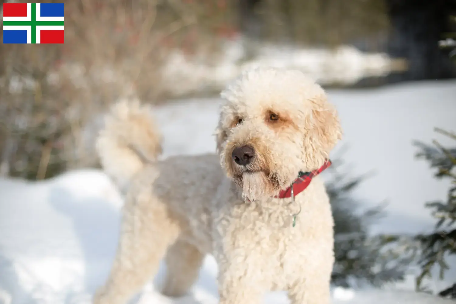 Read more about the article Labradoodle breeders and puppies in Groningen