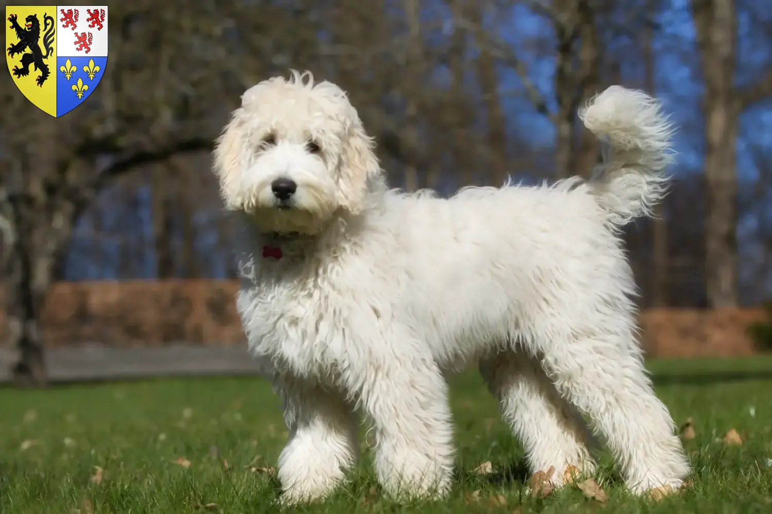 Read more about the article Labradoodle breeders and puppies in Hauts-de-France