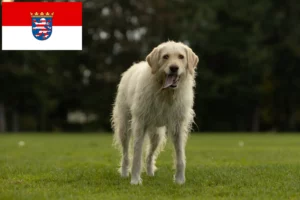 Read more about the article Labradoodle breeders and puppies in Hessen