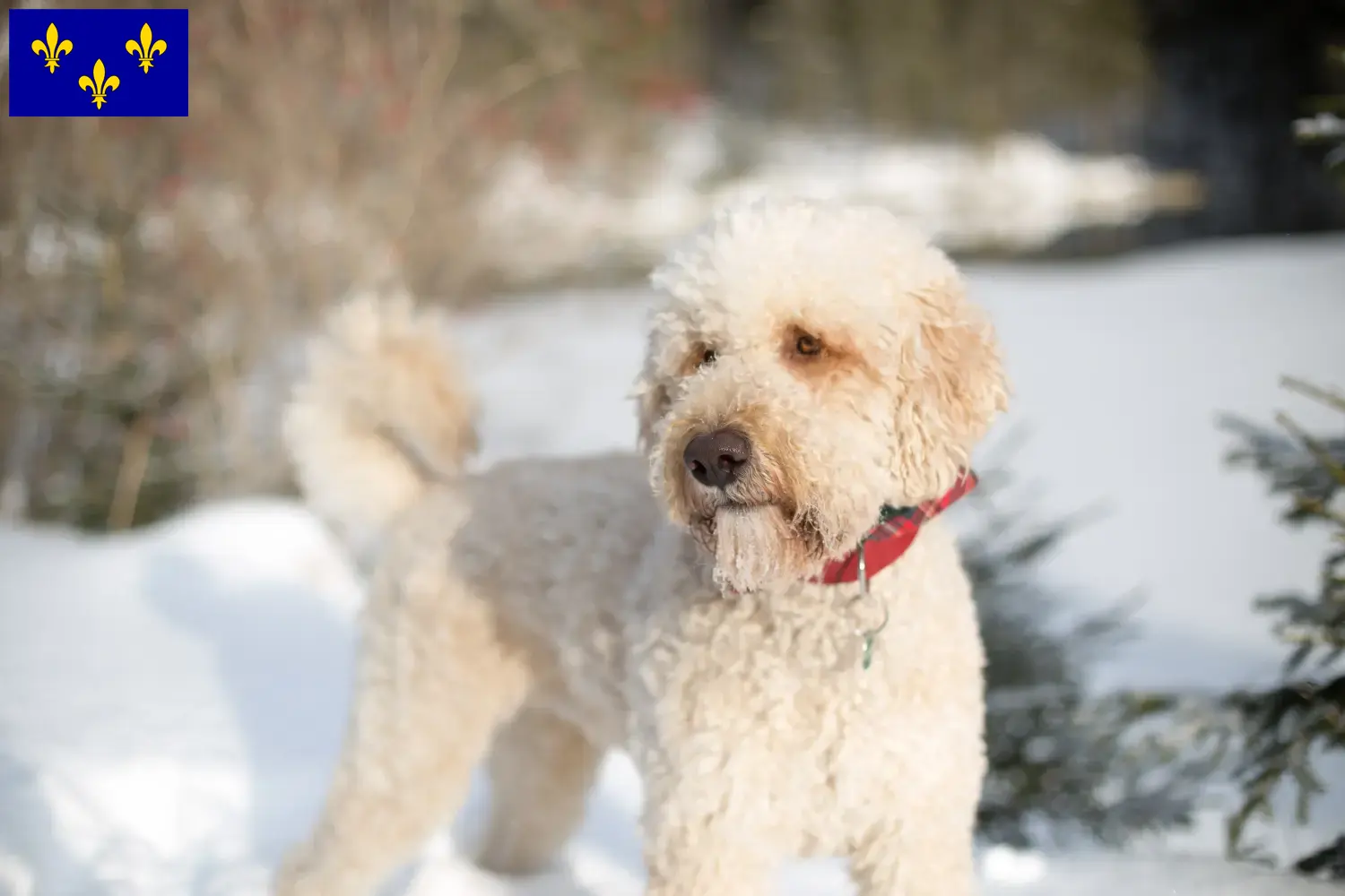 Read more about the article Labradoodle breeders and puppies in Île-de-France