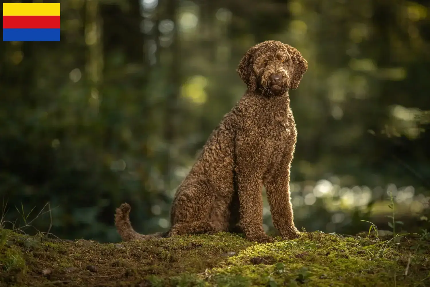 Read more about the article Labradoodle breeders and puppies in North Holland