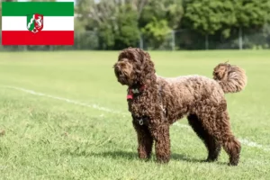 Read more about the article Labradoodle breeders and puppies in North Rhine-Westphalia