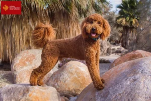 Read more about the article Labradoodle breeders and puppies in Occitania