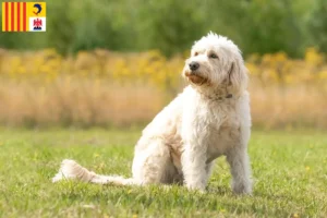 Read more about the article Labradoodle breeders and puppies in Provence-Alpes-Côte d’Azur