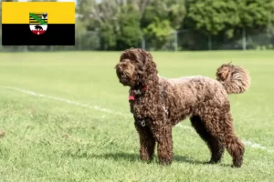 Read more about the article Labradoodle breeders and puppies in Saxony-Anhalt