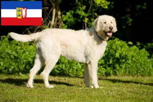 Read more about the article Labradoodle breeders and puppies in Schleswig-Holstein