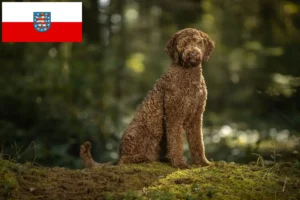 Read more about the article Labradoodle breeders and puppies in Thuringia