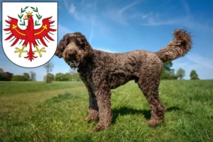 Read more about the article Labradoodle breeders and puppies in Tyrol