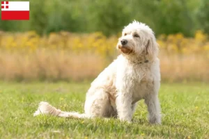 Read more about the article Labradoodle breeders and puppies in Utrecht