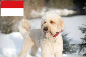 Read more about the article Labradoodle breeders and puppies in Vienna