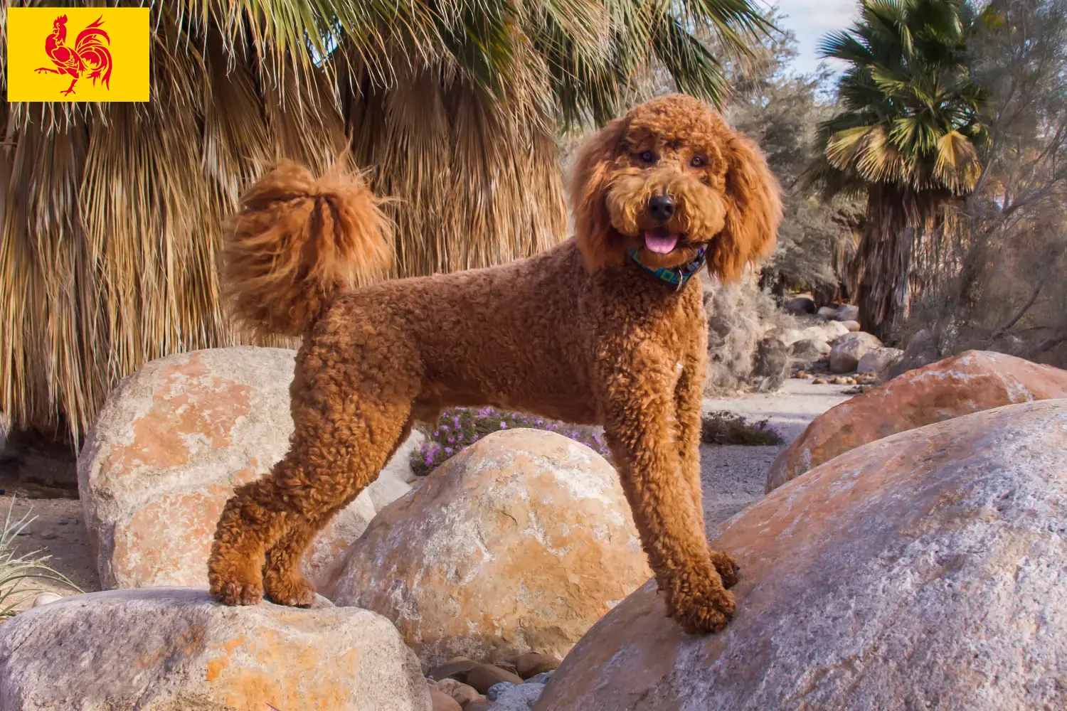 Read more about the article Labradoodle breeders and puppies in Walloon Region