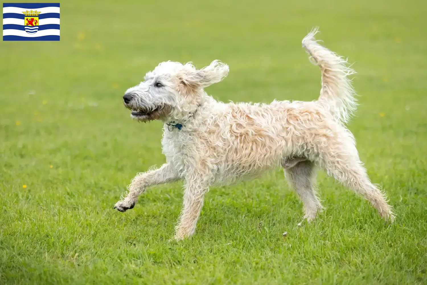 Read more about the article Labradoodle breeders and puppies in Zeeland