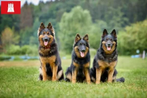 Read more about the article Chodský pes breeders and puppies in Hamburg