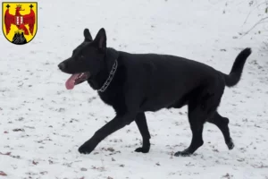 Read more about the article Eastern European Shepherd Dog Breeder and Puppies in Burgenland