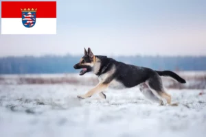 Read more about the article Eastern European Shepherd Dog Breeder and Puppies in Hessen