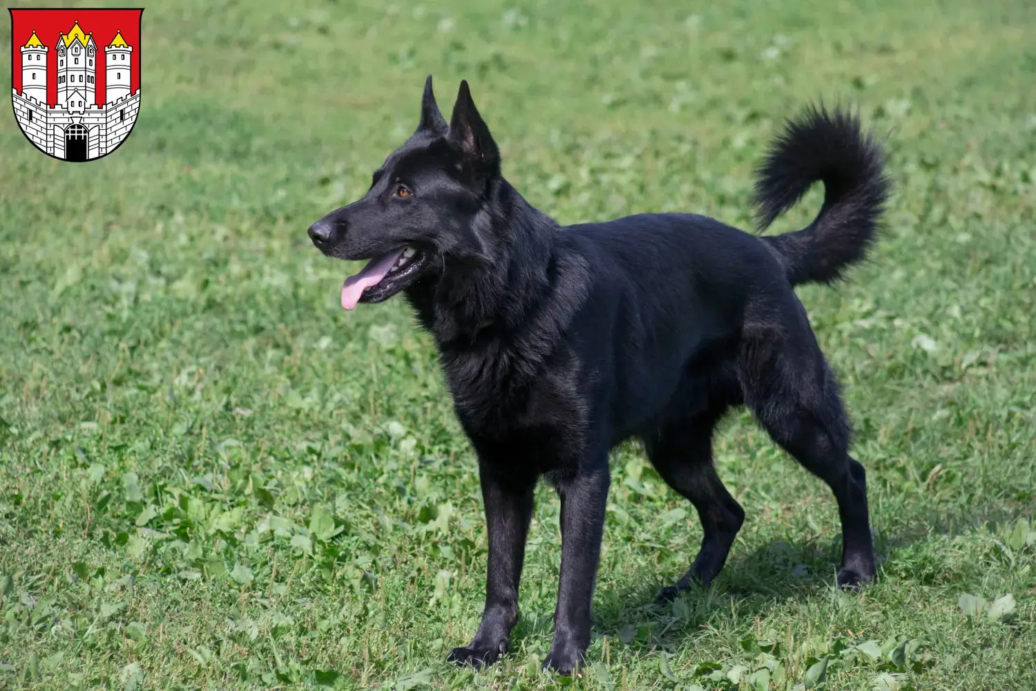 Read more about the article Eastern European Shepherd Dog Breeder and Puppies in Salzburg