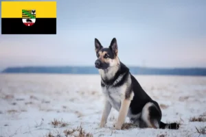 Read more about the article Eastern European Shepherd Dog Breeder and Puppies in Saxony-Anhalt