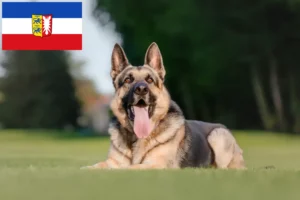 Read more about the article Eastern European Shepherd Dog Breeder and Puppies in Schleswig-Holstein