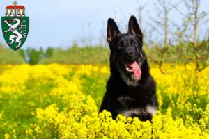 Read more about the article Eastern European Shepherd Dog Breeder and Puppies in Styria