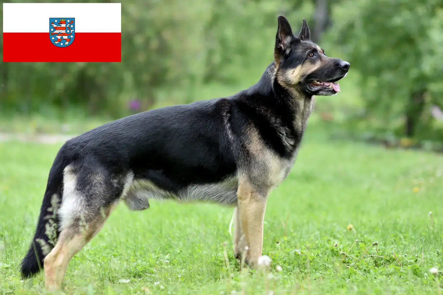 Read more about the article Eastern European Shepherd Dog Breeder and Puppies in Thuringia