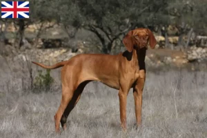 Read more about the article Magyar Vizsla breeders and puppies in Great Britain