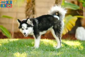 Read more about the article Pomsky breeders and puppies in Bourgogne-Franche-Comté