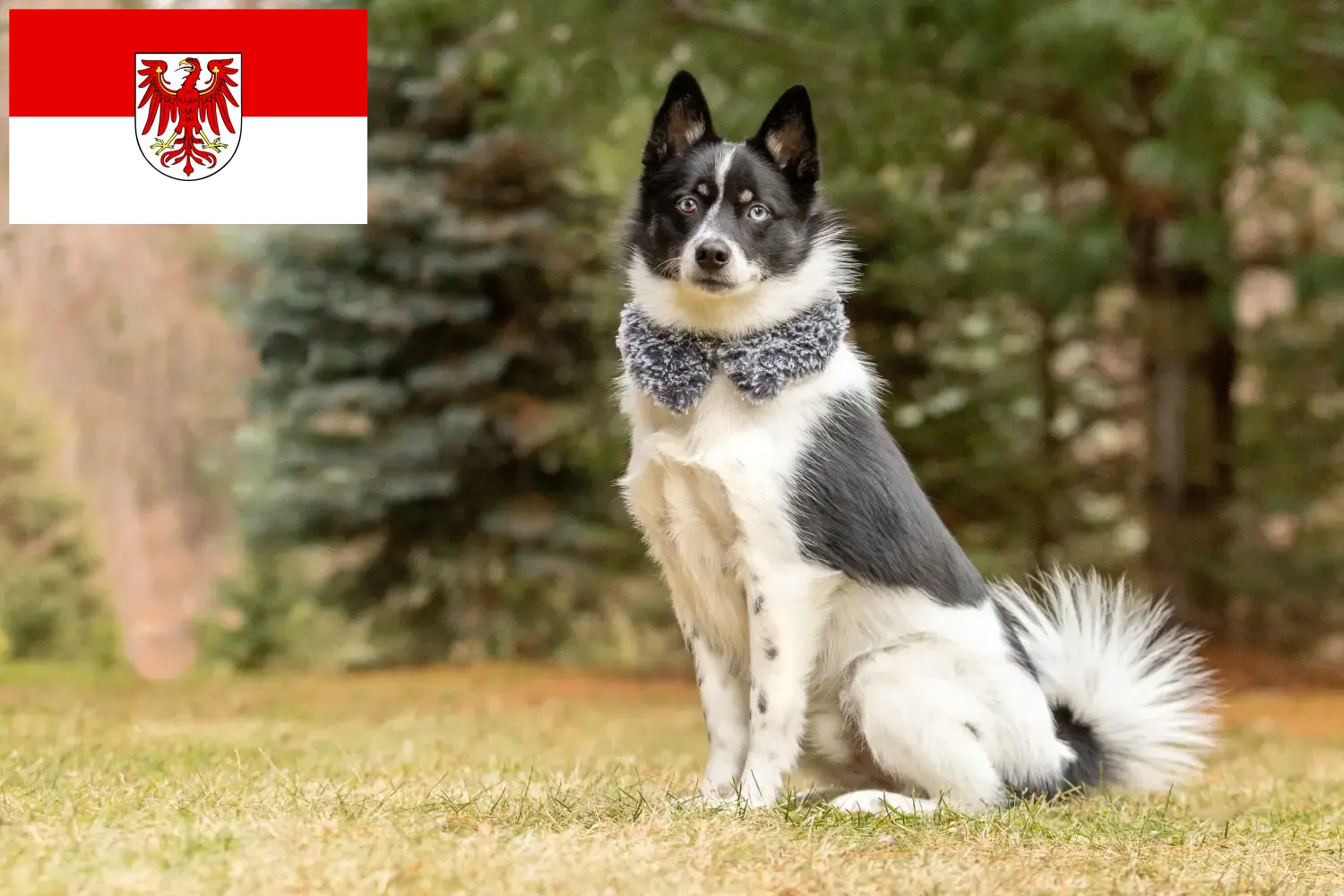 Read more about the article Pomsky breeders and puppies in Brandenburg