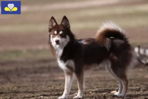 Read more about the article Pomsky breeders and puppies in Brussels-Capital Region